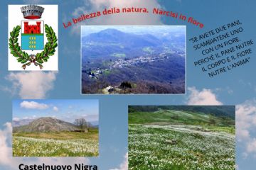 MANIFESTAZIONE DEI NARCISI IN FIORE