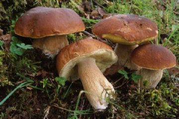 Raccolta funghi epigei spontanei. Titolo per la raccolta funghi anno 2025