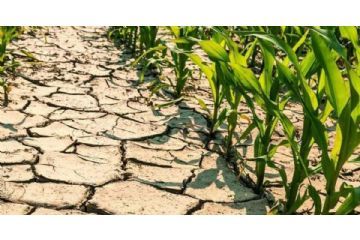 D.L. 9 agosto 2022, n. 115 DANNI DA SICCITA&#39; - ricognizione dei danni da siccit&#224; e raccolta dei modelli &quot;Agricoltura_Siccit&#224;&quot;