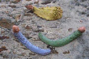 Autore: Rosa<br>Anno: 2003